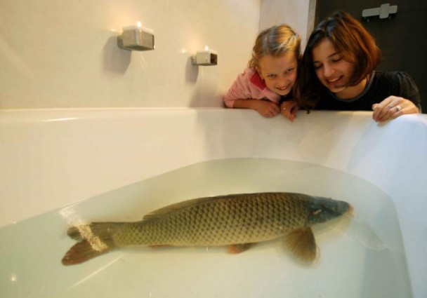 Carp in a bathtub, typical pre Christmas tradition. Photo: vetweb.cz