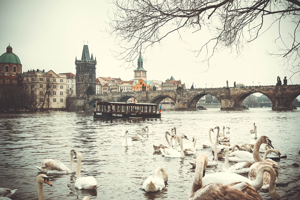 What to do in Prague in February? Come to feed swans!:)